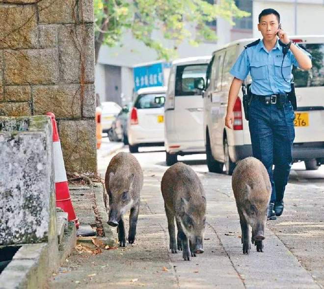 清道夫占领广东数量多却没人敢吃爱游戏四川野猪泛滥北方麻雀成灾(图3)