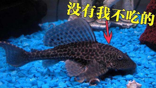 清道夫占领广东数量多却没人敢吃爱游戏四川野猪泛滥北方麻雀成灾(图14)